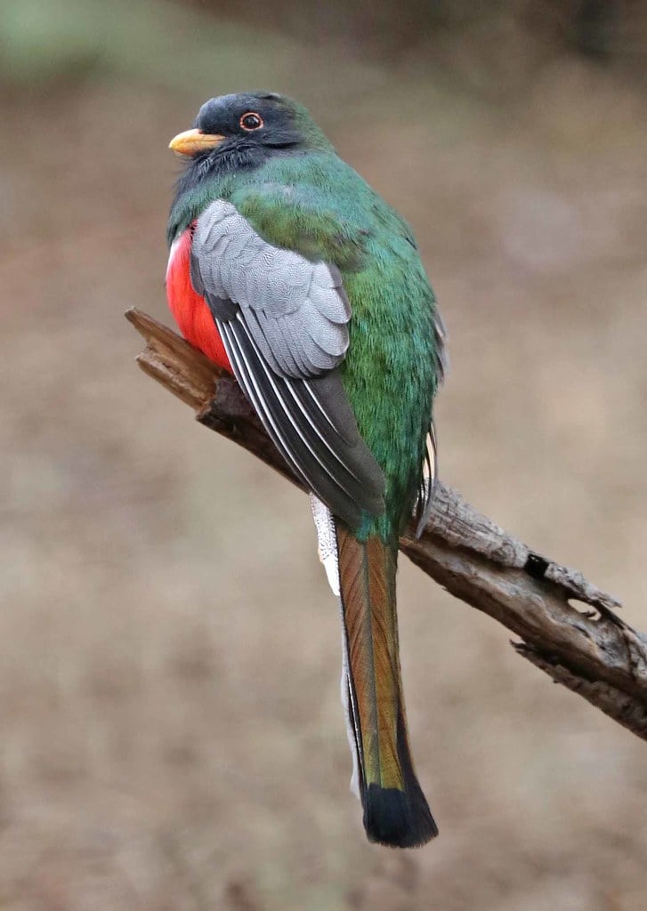 The Most Common Costa Rican Birds in Las Catalinas